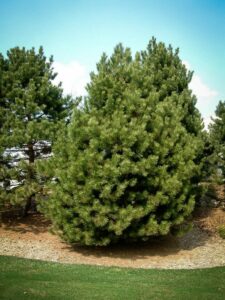 Сосна Чёрная (Pinus Nigra) купить по цене от 270.00р. в интернет-магазине «Посадика» с доставкой почтой в в Георгиевске и по всей России – [изображение №1].