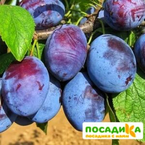 Слива Чачакская ранняя купить по цене от 229.00р. в интернет-магазине «Посадика» с доставкой почтой в в Георгиевске и по всей России – [изображение №1].