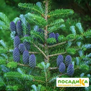 Пихта корейская (Abies koreana) купить по цене от 450.00р. в интернет-магазине «Посадика» с доставкой почтой в в Георгиевске и по всей России – [изображение №1].