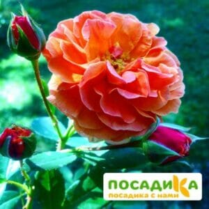 Роза Арабия купить по цене от 350.00р. в интернет-магазине «Посадика» с доставкой почтой в в Георгиевске и по всей России – [изображение №1].