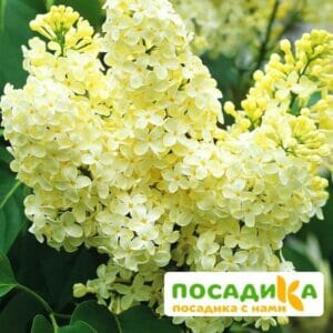 Сирень Примроуз (Primrose) купить по цене от 529.00р. в интернет-магазине «Посадика» с доставкой почтой в в Георгиевске и по всей России – [изображение №1].