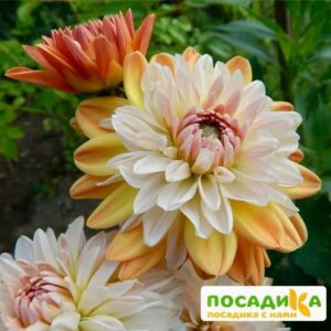 Георгина Коуп де Солейл (декоративная) купить по цене от 400р. в интернет-магазине «Посадика» с доставкой почтой в в Георгиевске и по всей России – [изображение №1].