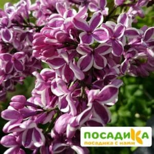 Сирень Сенсация купить по цене от 529.00р. в интернет-магазине «Посадика» с доставкой почтой в в Георгиевске и по всей России – [изображение №1].