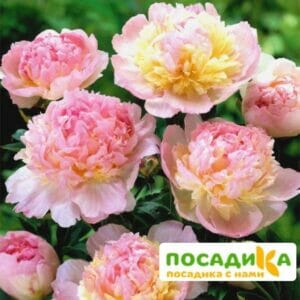 Пион Распберри Сандей (Paeonia Raspberry Sundae) купить по цене от 959р. в интернет-магазине «Посадика» с доставкой почтой в в Георгиевске и по всей России – [изображение №1].