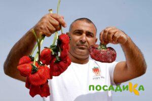 Клубника Гигант Джорнея купить по цене от 266р. в интернет-магазине «Посадика» с доставкой почтой в в Георгиевске и по всей России – [изображение №1].