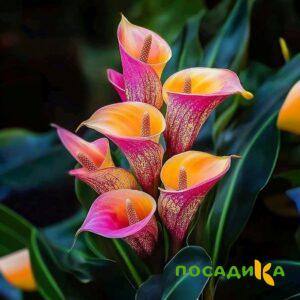 Калла Оникс купить по цене от 450р. в интернет-магазине «Посадика» с доставкой почтой в в Георгиевске и по всей России – [изображение №1].