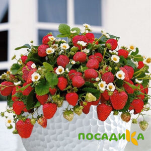 Клубника Рубиновый Шепот (горшечная) купить по цене от 240р. в интернет-магазине «Посадика» с доставкой почтой в в Георгиевске и по всей России – [изображение №1].