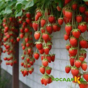 Клубника вьющаяся Комплимент купить по цене от 470р. в интернет-магазине «Посадика» с доставкой почтой в в Георгиевске и по всей России – [изображение №1].