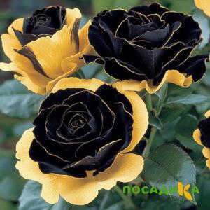 Роза Ханни Сикл купить по цене от 700р. в интернет-магазине «Посадика» с доставкой почтой в в Георгиевске и по всей России – [изображение №1].
