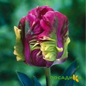 Тюльпан Экзотик Хэвен купить по цене от 186р. в интернет-магазине «Посадика» с доставкой почтой в в Георгиевске и по всей России – [изображение №1].