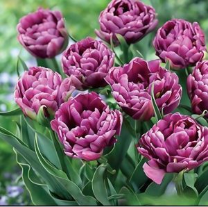 Тюльпан Айс Крим купить по цене от 430р. в интернет-магазине «Посадика» с доставкой почтой в в Георгиевске и по всей России – [изображение №1].