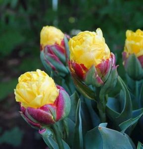 Тюльпан Айс Крим Банана купить по цене от 360р. в интернет-магазине «Посадика» с доставкой почтой в в Георгиевске и по всей России – [изображение №1].