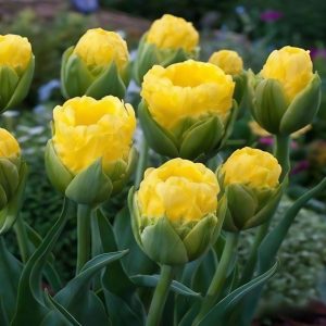 Тюльпан махровый Ванила Коп купить по цене от 159р. в интернет-магазине «Посадика» с доставкой почтой в в Георгиевске и по всей России – [изображение №1].