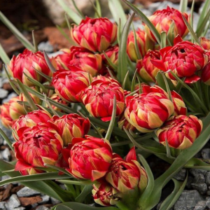 Тюльпан Ап Пинк купить по цене от 390р. в интернет-магазине «Посадика» с доставкой почтой в в Георгиевске и по всей России – [изображение №1].